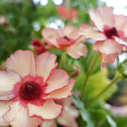 最終入荷】ラナンキュラスラックス『テセウス＆ピュタロス』 アート