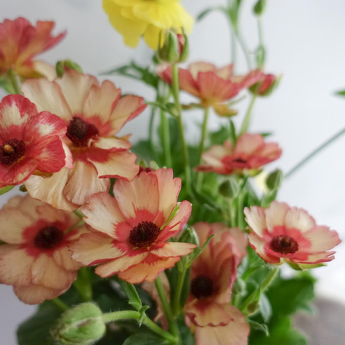 最終入荷】ラナンキュラスラックス『テセウス＆ピュタロス』 アート