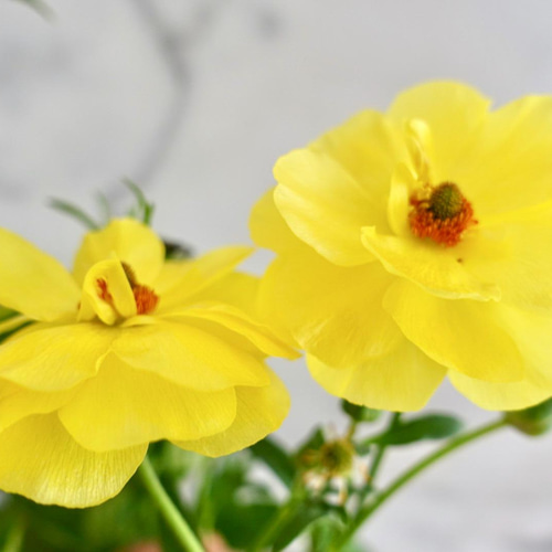 最終入荷】ラナンキュラスラックス『テセウス＆ピュタロス』 アート