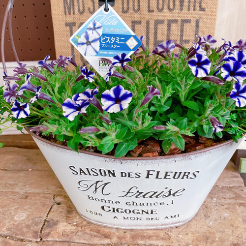 ブルースター【素敵な寄せ植え】スーパーチュニア♪ビスタミニ♡取っ手