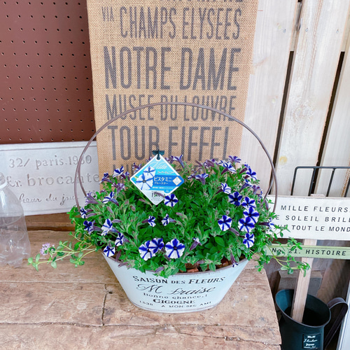 ブルースター【素敵な寄せ植え】スーパーチュニア♪ビスタミニ♡取っ手