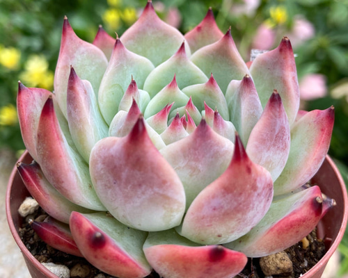 多肉植物 ミニ桃太郎♡ 抜き苗！ １号プラ鉢付き！ 多肉植物 ミニ桃太郎♡ 抜き苗！ 1号プラ鉢付き
