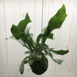 生育良好♡ コウモリラン ビカクシダ ビフルカツム 苔玉 ハンギング