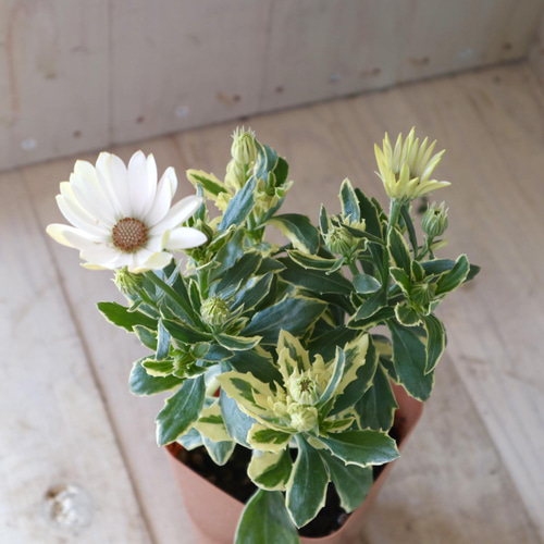 斑入り♡オステオスペルマム♡ザイールバリエガータ♡鉢ごと♡ アート