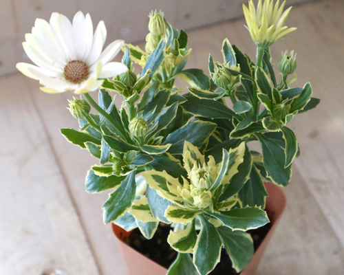 d1c63315126077bf2b1e71e1bea5eb