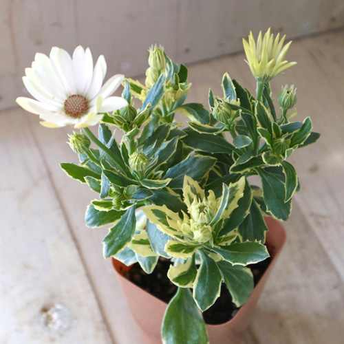 斑入り♡オステオスペルマム♡ザイールバリエガータ♡鉢ごと♡ アート