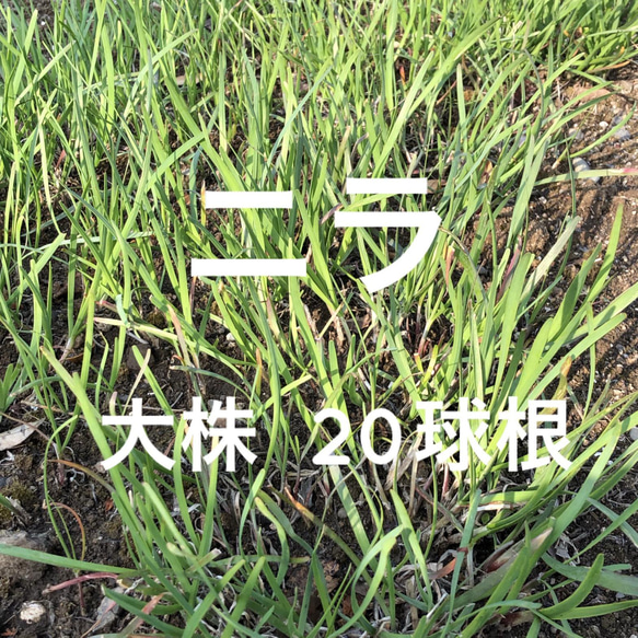 ニラ 苗 大株 20球根 ＊ にら 韮 食用 その他素材 ちいさなうさぎ 通販