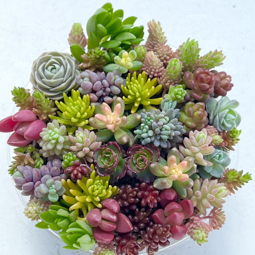 カラフル寄せ植え♡＊多肉植物＊カット苗＊ちまちまサイズ＊④