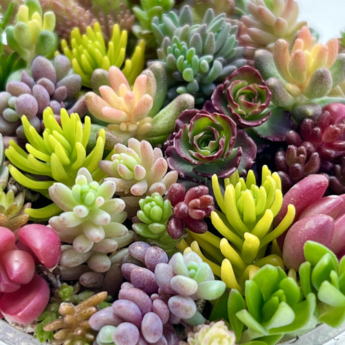 多肉植物 たまちゃ•*¨*•.¸¸♬ 多肉植物 たまちゃ•*¨*•.¸¸♬ 多肉植物 | YACHI☆FORNIA-FARM