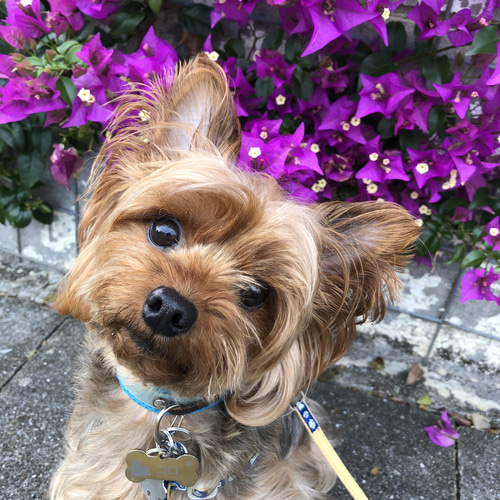 ペットイラスト似顔絵 サンプル作品 犬 肖像画 オーダーメイド