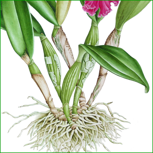 ボタニカルアート リンコソフロカトレア 植物画 絵画 Zinnia