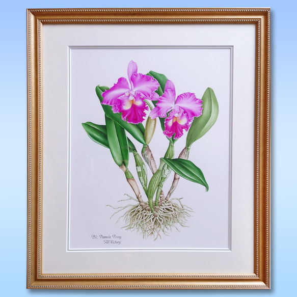 ボタニカルアート リンコソフロカトレア 植物画 絵画 Zinnia