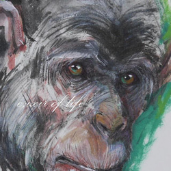 原画。チンパンジーのポートレート２０２２（墨、水彩、アクリル、パステル、厚い和紙、２６ｃｍ×３６ｃｍ） 2枚目の画像