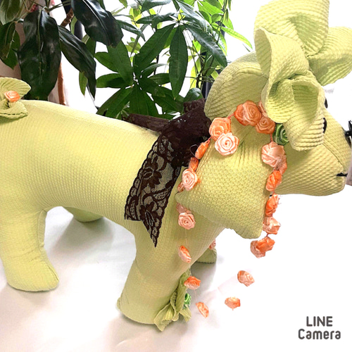 きなワンAKEMI.ORIGINAL AZONE INTERNATIONAL::えっくす☆きゅーと