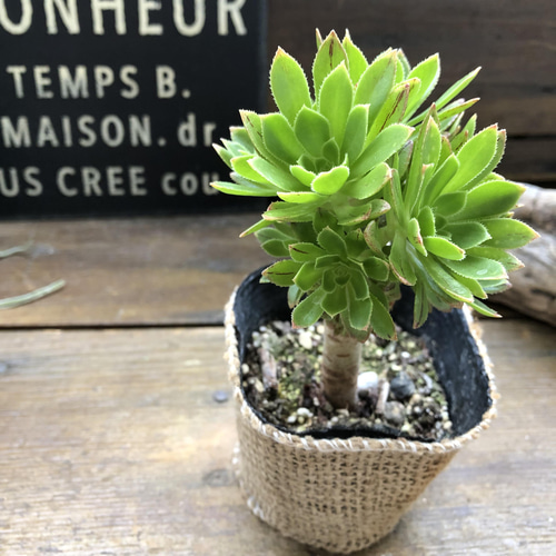 緑法師♡立派♡ユニークな多肉植物♡黒法師 多肉植物 パリジェンヌ