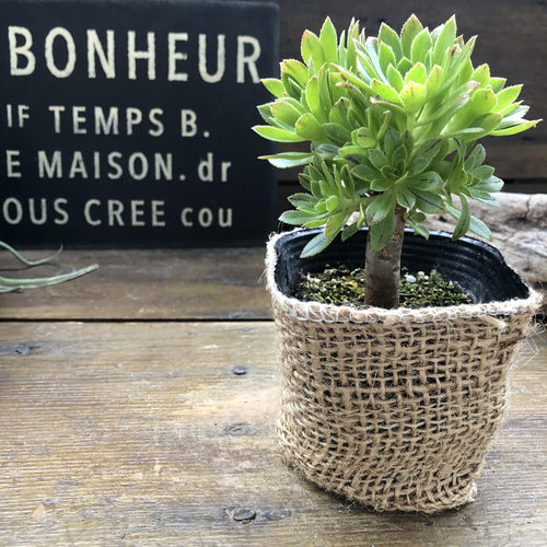 緑法師♡立派♡ユニークな多肉植物♡黒法師 多肉植物 パリジェンヌ