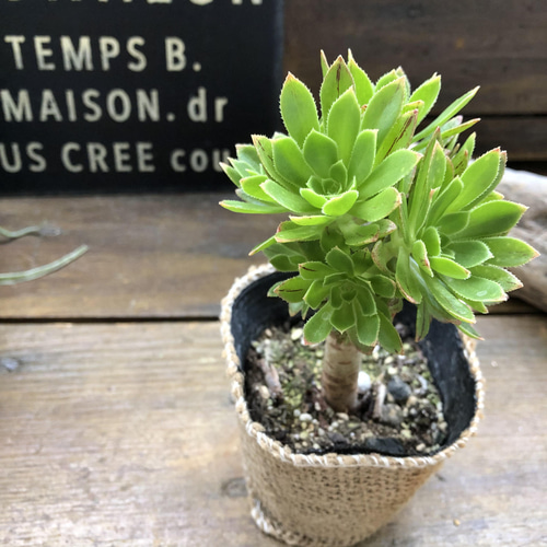 緑法師♡立派♡ユニークな多肉植物♡黒法師 多肉植物 パリジェンヌ