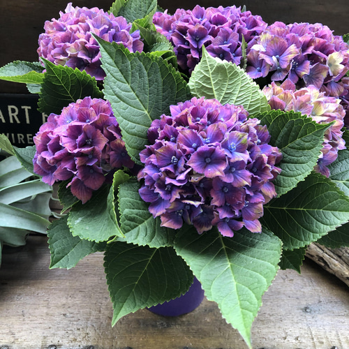 DOLCE&GABBANA 美品 オルテンシア アンサンブル 紫陽花 アジサイ DOLCE&GABBANA 美品 オルテンシア アンサンブル 紫陽花 アジサイ