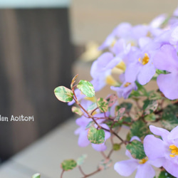 ○SALE○バコパの鉢植え.｡ 12枚目の画像