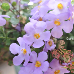 ○SALE○バコパの鉢植え.｡ 9枚目の画像