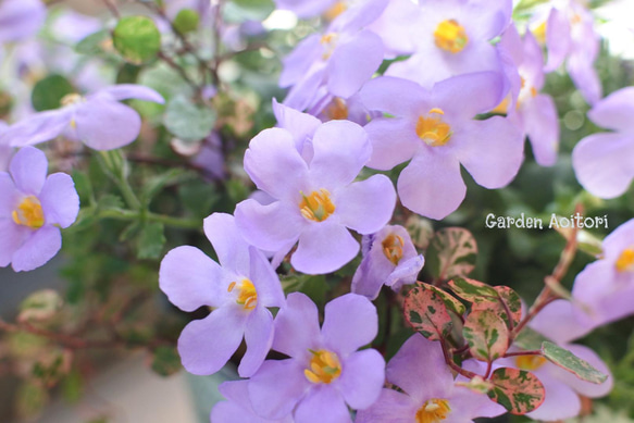 ○SALE○バコパの鉢植え.｡ 9枚目の画像