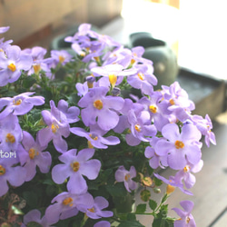 ○SALE○バコパの鉢植え.｡ 8枚目の画像