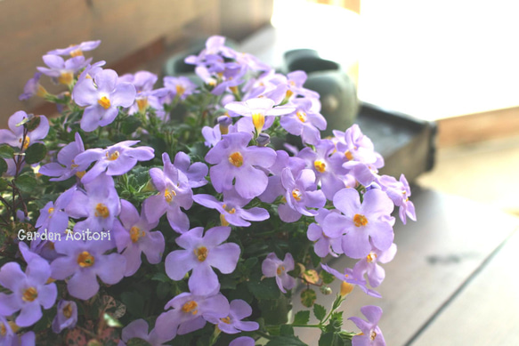 ○SALE○バコパの鉢植え.｡ 8枚目の画像