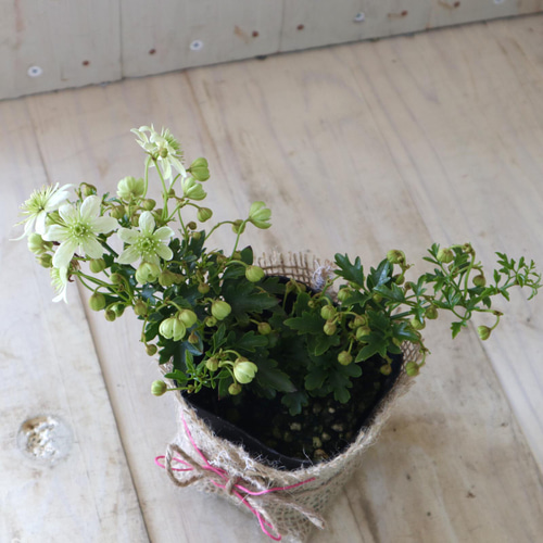 常緑♡クレマチス♡ピクシー♡天使の鈴♡麻巻き♡ アートフラワー nico