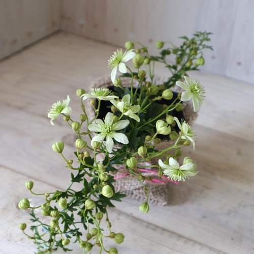 常緑♡クレマチス♡ピクシー♡天使の鈴♡麻巻き♡ アートフラワー nico