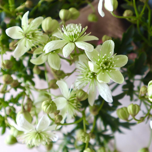 常緑♡クレマチス♡ピクシー♡天使の鈴♡麻巻き♡ アートフラワー nico