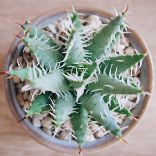 アロエ☆特選☆エリナケア 3頭☆激レア 希少 楽天市場】【Aloe