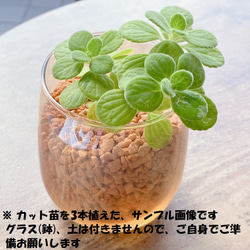 ◇多肉植物 アロマティカス 発根済カット苗5本／クリックポストでの 