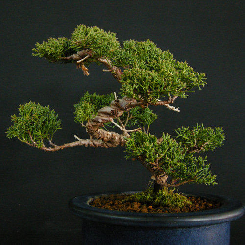 ☆ENGEI ichioki☆真柏・小品盆栽☆形良好な一品です☆ その他