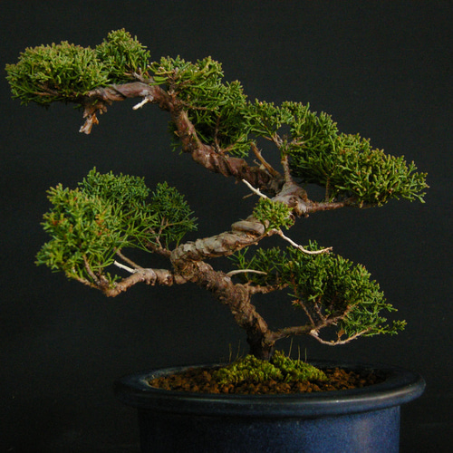 ☆ENGEI ichioki☆真柏・小品盆栽☆形良好な一品です☆ その他