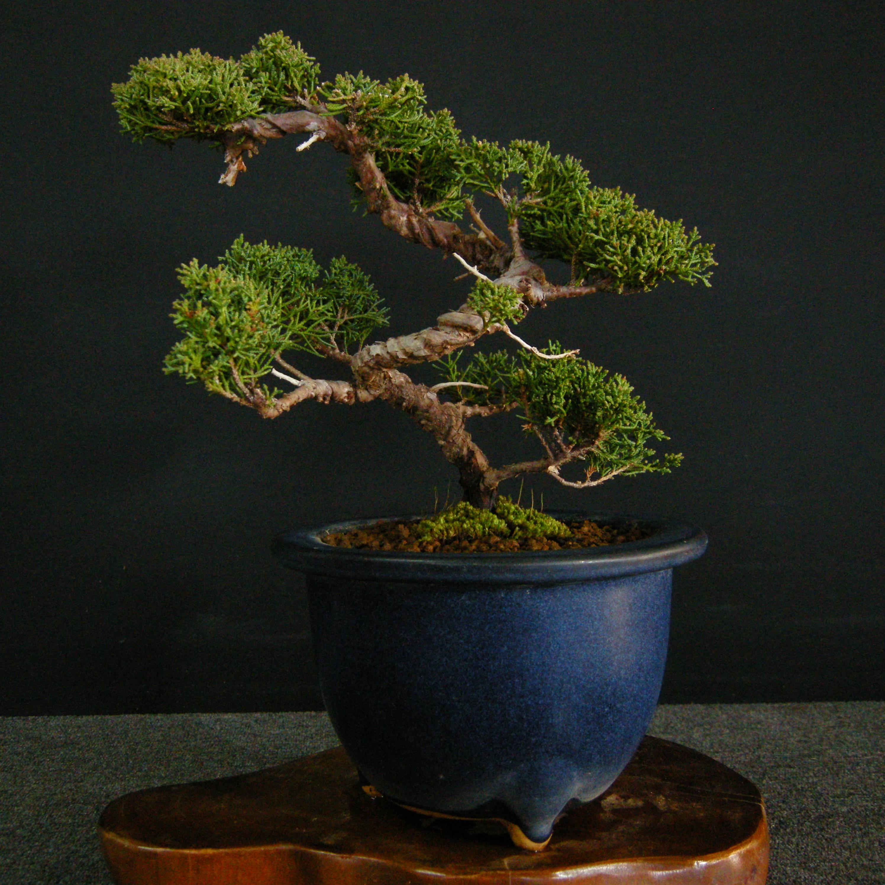 M*i様 [サービスオークション盆栽]真柏/フォロワー500人超え感謝商品❗️ L*t様 [サービスオークション盆栽]真柏/フォロワー500人超え感謝商品