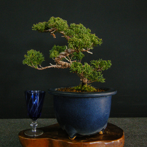 ☆ENGEI ichioki☆真柏・小品盆栽☆形良好な一品です☆ その他