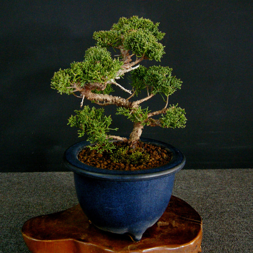 ☆ENGEI ichioki☆真柏・小品盆栽☆形良好な一品です☆ その他