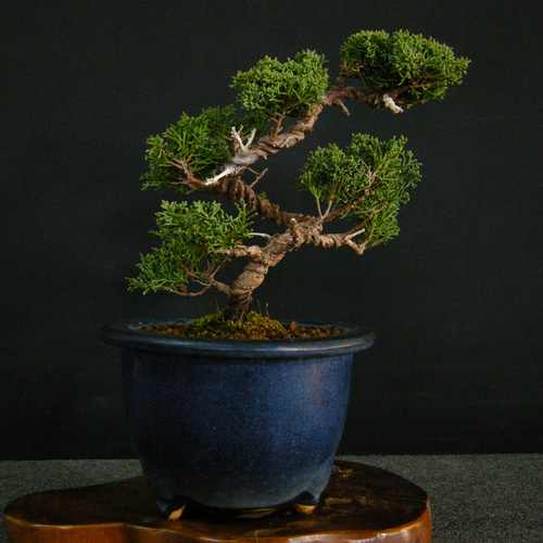 ☆ENGEI ichioki☆真柏・小品盆栽☆形良好な一品です☆ その他