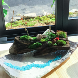 苔盆景(苔島アヒル) 2枚目の画像