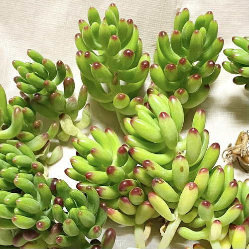 第四種送料無料◇ルビーティント◇多肉植物 韓国苗 多肉植物 a 第四種送料無料◇ルビーティント◇多肉植物 韓国苗 多肉植物 a