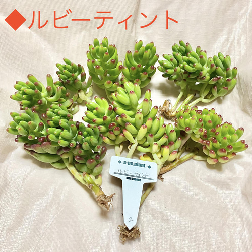 第四種送料無料◇ルビーティント◇多肉植物 韓国苗 多肉植物 a 第四種送料無料◇ルビーティント◇多肉植物 韓国苗 多肉植物 a