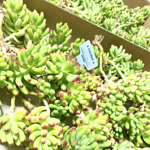 第四種送料無料◇ルビーティント◇多肉植物 韓国苗 多肉植物 a 第四種送料無料◇ルビーティント◇多肉植物 韓国苗 多肉植物 a