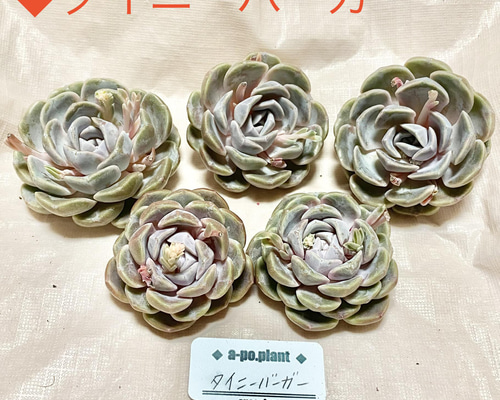 Top【選抜株】多肉植物　19410 タイニー　バーガー錦24個 鉢無し/脱土 Top【選抜株】多肉植物 19410 タイニー バーガー錦24個 鉢無し/脱土