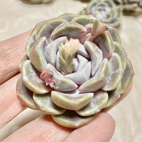 Top【選抜株】多肉植物　19410 タイニー　バーガー錦24個 鉢無し/脱土 Top【選抜株】多肉植物 19410 タイニー バーガー錦24個 鉢無し/脱土