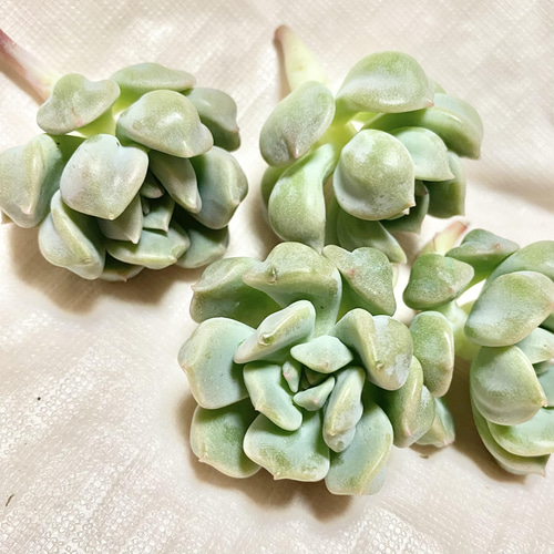 【専用】いちごシュークリーム 多肉植物 韓国苗 抜き苗 多肉植物 韓国苗 いちごケーキ② 抜き苗 - メルカリ