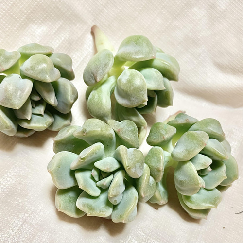 第四種送料無料◇シュークリーム◇多肉植物 韓国苗 多肉植物 a-po