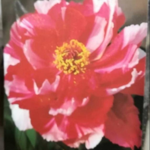 牡丹鈴 f6-71-80.jpg