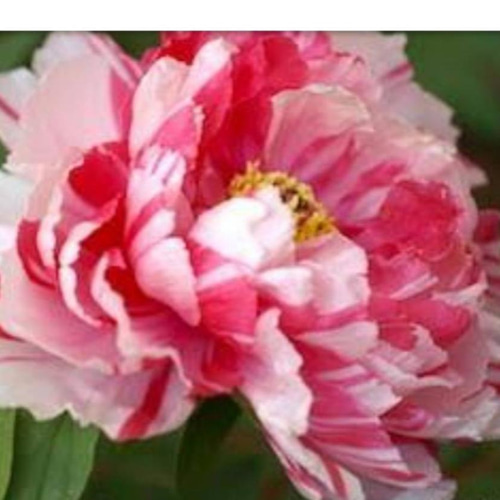 牡丹 赤に白の絞りが美しい【島錦】個体により絞りが違う 楽しめる品種