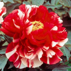 牡丹 赤に白の絞りが美しい【島錦】個体により絞りが違う 楽しめる品種