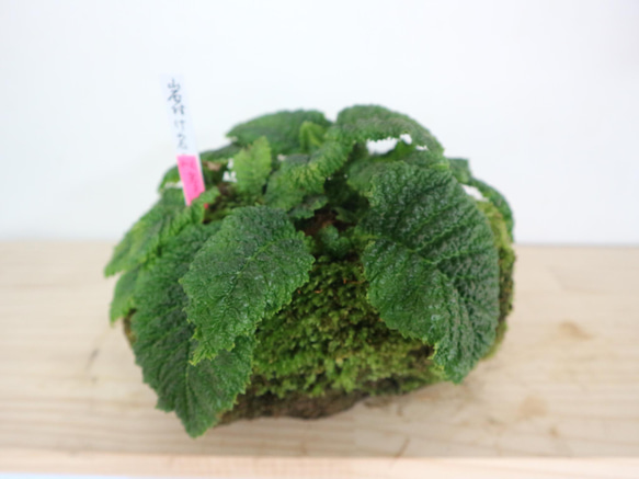 4-2 イワタバコ 石付け山野草 6から7月にさきます。現在葉が